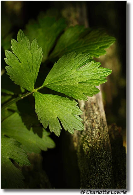 Leaf in a forest